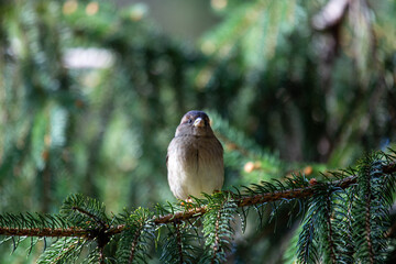 House Sparrow Female (Passer domesticus) common in urban and rural habitats across Europe and Asia