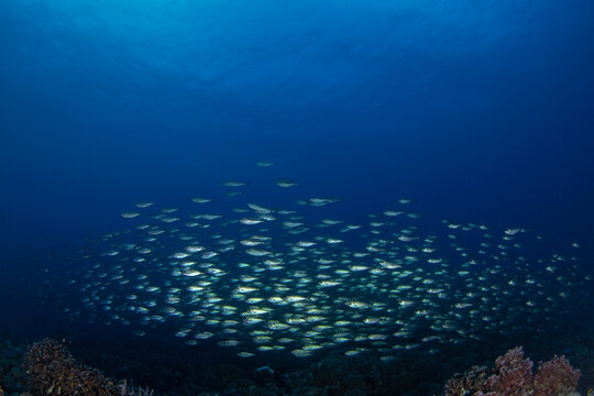 The shoal of selar crumenophthalmus is swimming above the seabed. A bigeye scad is swimming near the Fakarava atoll. A huge shoal of scad fish in the Pacific Ocean.