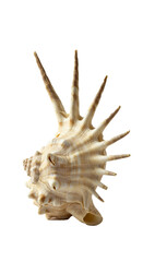 Fototapeta premium Perfectly preserved, ultra-realistic Murex seashell, a macro shot from a 3/4 view, showcasing intricate spines and earthy tones on a shadowless transparent background, scientific wonder concept