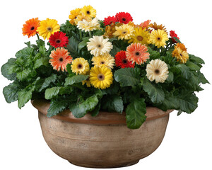 Colorful gerbera daisy flowers in rustic clay pot, vibrant petals in yellow, orange, red, and cream, lush green leaves, cheerful decorative plant for home or garden
