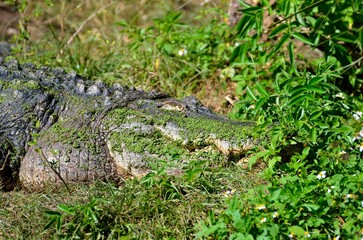 Alligator camouflaged in swamp grass