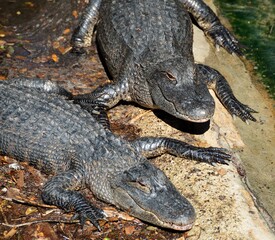 Alligators at animal reserve