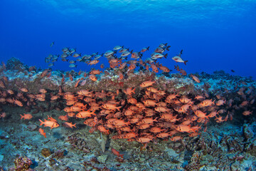 A school of blotcheye soldierfish is hiding in the cave on the seabed. This is a shoal of myripristis berndti near the coral at Fakarava Atoll. A red, big scale soldierfish is on the seabed.