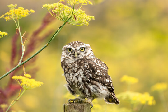 Little Owl, Scientific name: Athene noctua, perched on farm gate post in summer meadow with yellow flowers, facing front. Little owl is the species of owl, and not the size.  Horizontal.  Copy space