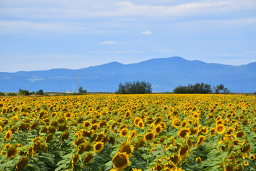 A field of blooming sunflowers, la Pocatière, Québec, Canada