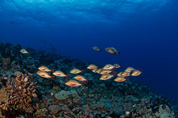 The shoal of lutjanus gibbus is swimming above the seabed. A paddletail snapper is swimming near...