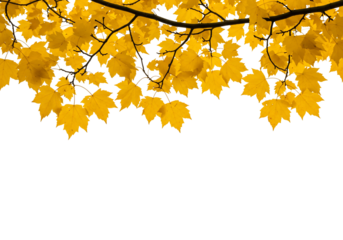 Yellow maple leaves on transparent background autumn branch fall nature photography