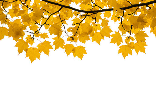 Yellow maple leaves on transparent background autumn branch fall nature photography