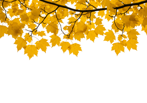 Yellow maple leaves on transparent background autumn branch fall nature photography
