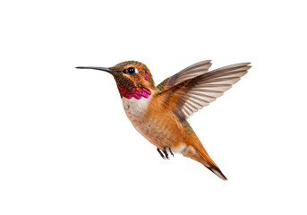Obraz premium Hummingbird in flight wildlife photography isolated bird orange brown green pink colors nature image high contrast background vector graphic