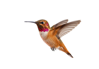 Hummingbird in flight wildlife photography isolated bird orange brown green pink colors nature image high contrast background vector graphic