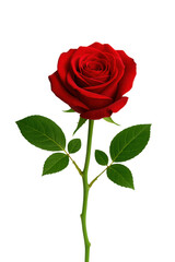 red rose flower isolated on transparent background.