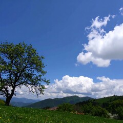 Obraz premium Sunny meadow with a tree and mountains