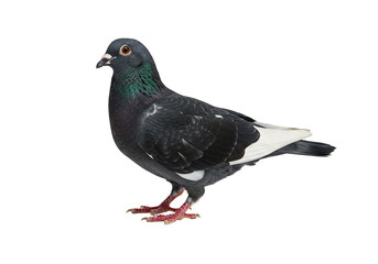 Fototapeta premium Black and white pigeon profile bird photography isolated wildlife nature