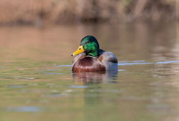 The mallard or wild duck  is a dabbling duck