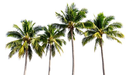Tropical palm trees isolated background