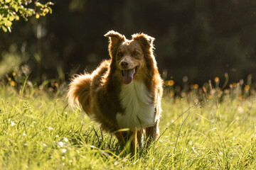 Red bi Australian Shepherd running in summer meadow
