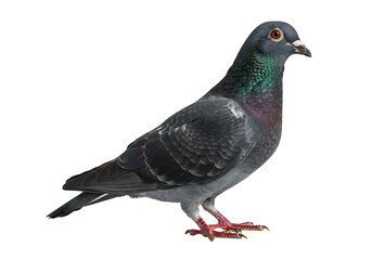 Obraz premium Gray pigeon bird detailed close up photography studio isolated transparent background wildlife nature animal