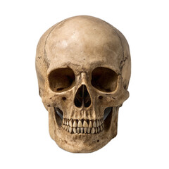 Fototapeta premium Human skull isolated on white background with clipping path. Front view. isolated on transparent background.