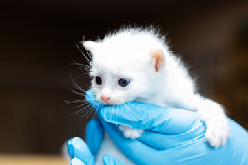 An Adorable White Kitten Being Gently Held with Tender Care