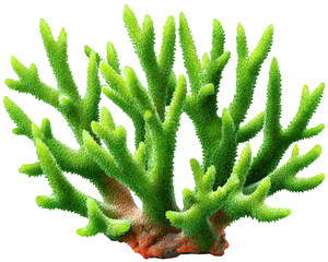 Green coral rare sea element photorealistic marine life vibrant underwater plant detailed texture ocean ecosystem aquatic nature tropical reef healthy coral environmental beauty