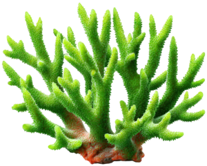 Green coral rare sea element photorealistic marine life vibrant underwater plant detailed texture ocean ecosystem aquatic nature tropical reef healthy coral environmental beauty