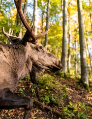 Moose in autumn forest