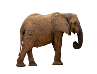 African Elephant Calf (Loxodonta africana) on white background. A young African elephant walking away, isolated on a white background, great for wildlife conservation and safari