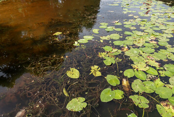 The surface of the lake water is covered with water lily leaves, roots are visible under the clear water