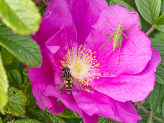 Close-up of a pink Rosa rugosa flower with a hoverfly (Syrphidae) and a grasshopper (Orthoptera), illustrating pollination, biodiversity, and insect interaction in nature