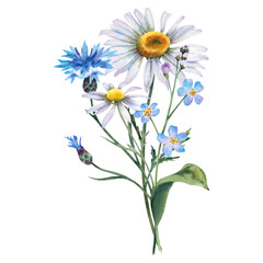 Bouquet of wildflowers: chamomile, cornflowers, daisy, bluebells and forget-me-not. Hand-painted watercolor botanical illustration. A set of watercolors flowers on an isolated background.