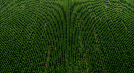 Field of Growth: An expansive aerial perspective presents a vibrant agricultural landscape, highlighting organized rows of flourishing crops, representing natural growth.