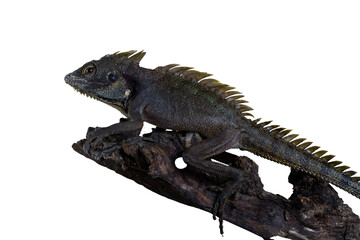 Lophosaurus dilophus closeup on wood with isolated background,  Lophosaurus dilophus lizard Closeup, Indonesian lizard