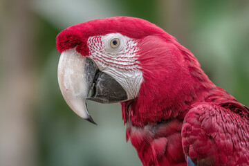 create minimalistic portraits of top  exotic birds against clean blurred background