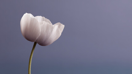 photorealistic ultraminimalist floral composition for modern website homepage featuring single delicate flower