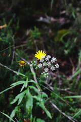 Close-up of wildflowers in forest: fresh yellow bloom, dry faded flower, and delicate white...