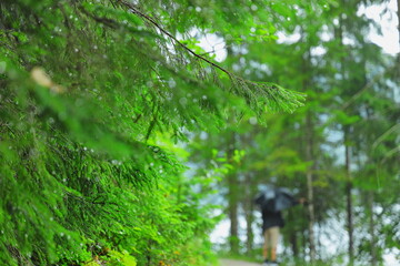 Close-up of wet green pine branches with raindrops, blurred background with person walking under umbrella in forest.