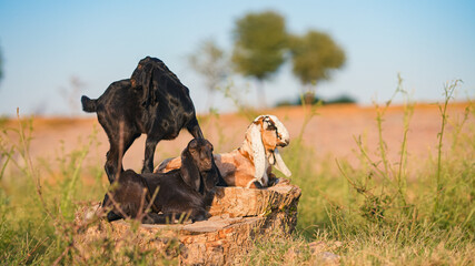 Group of goats together in a rural field represents livestock farming, traditional agriculture, and...
