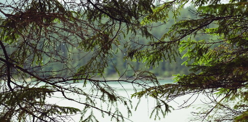 Rain drops on spruce branches with lake view in background.
