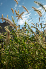 秋のススキと青空
