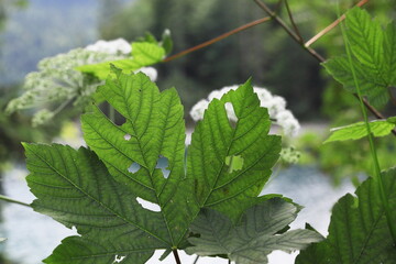 Close-up of large green leaf with natural holes, forest and white flowers blurred in background.