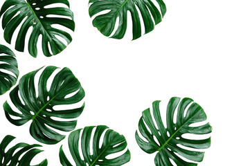 A Lush Arrangement of Monstera Leaves Against a Dark Background Showcasing Their Unique Cutouts and Vibrant Green Color, png, isolated on white background