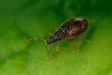 bug on a leaf