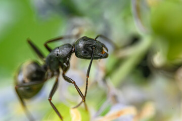 black ant on a leaf