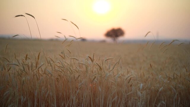sunset in the field