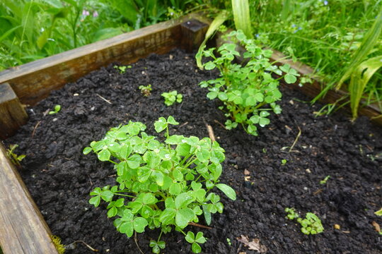 Growing oca plants in a wooden raised bed