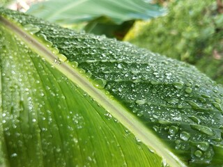 Morning dew drops on fresh banana green leaf. Beautiful details of nature