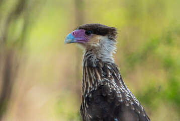 Southern Caracara (Polyborus plancus) , Tierra del Fuego, Patagonia, Argentina