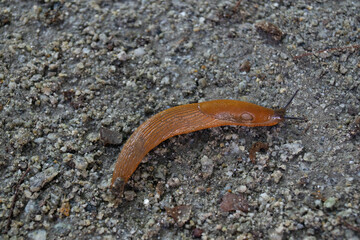 slug, arion vulgaris eating a lettuce leaf in the garden, snails damage leaves in the vegetable patch,