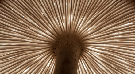 Abstract, the close-up image showcasing the radiating gills of a mushroom cap, their arrangement creating a captivating pattern enhanced by backlighting, offering a unique perspective of nature's